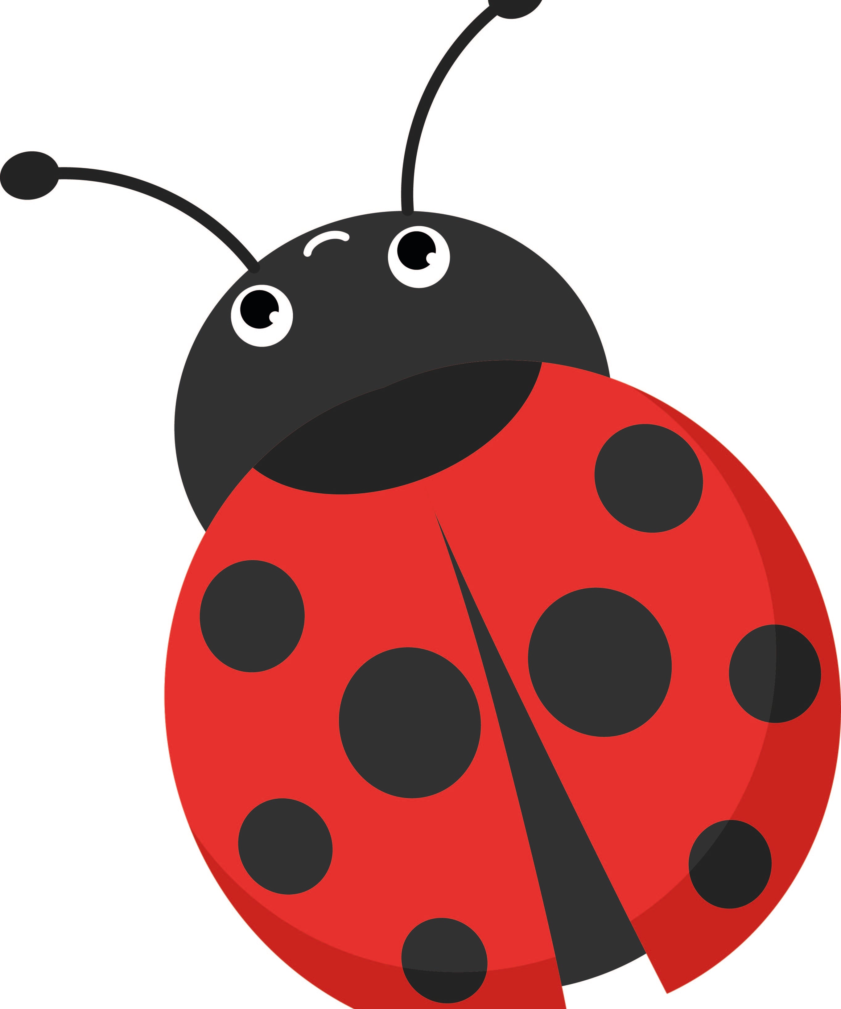 Coccinella.jpg