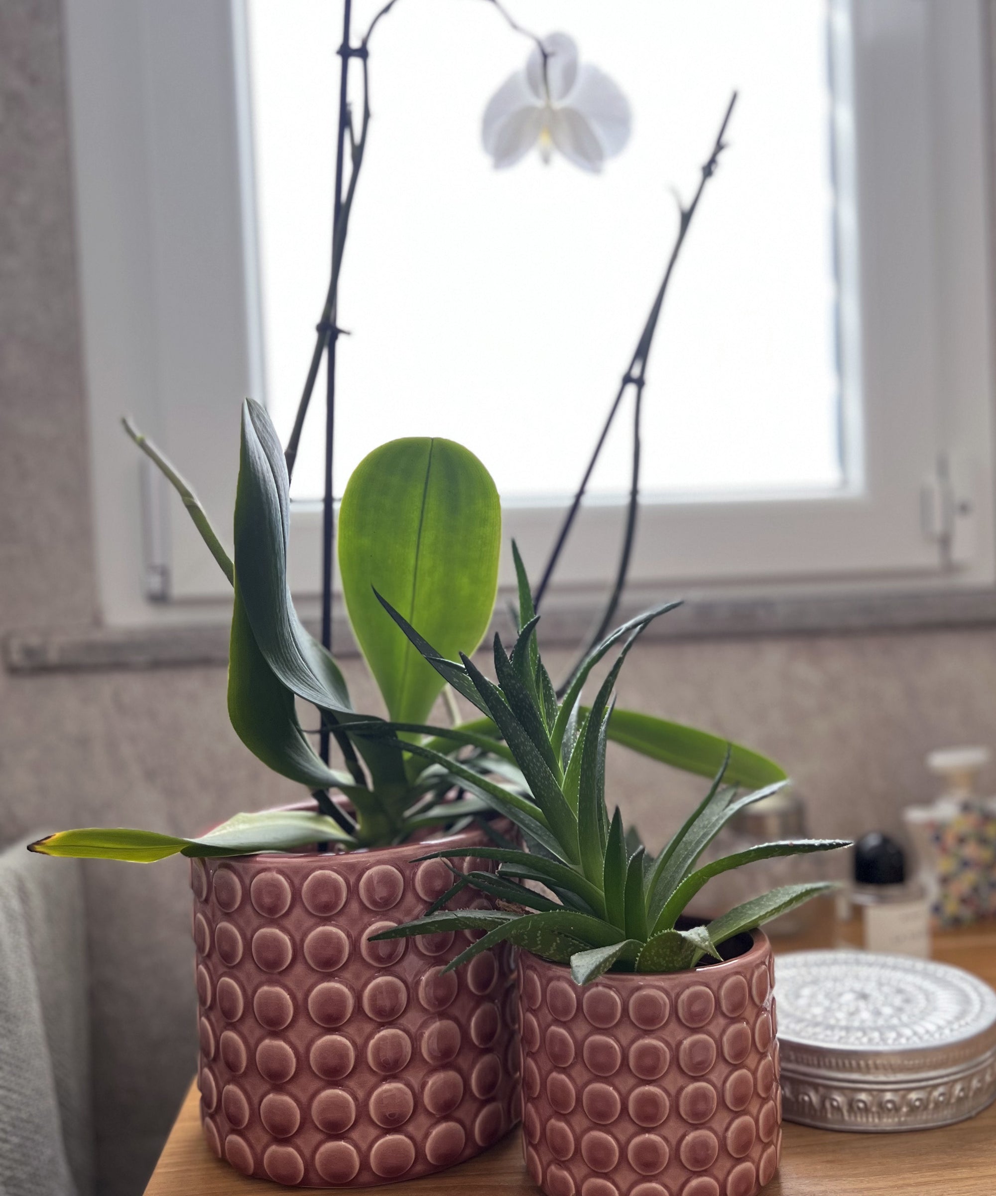 Portavaso bolle grande Rosso - A.Bi.Ci. Lab